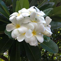 Frangipanier blanc / Plumeria alba